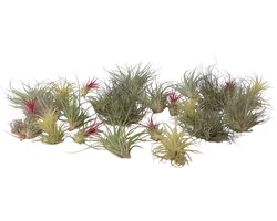 Plant in a Box - Tillandsia - Mix van 24 - Luchtplantjes - Kamerplanten - Decoratief - Hoogte 5-15cm