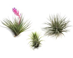Plant in a Box - Tillandsia - Mix van 3 - Luchtplantjes - Kamerplanten - Decoratief - Hoogte 5-15cm