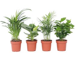 Plant in a Box - Trendy Indoor - Mix van kamerplanten - Pot 12cm - Hoogte 25-40cm