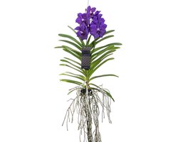 Plant in a Box - Vanda Orchidee - Blauw - Tropische kamerplant - Hoogte 55-65cm - Luxe bloeier voor binnen