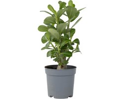 Plant in a Box - Woestijnroos - Adenium Obesum - Hoogte 25-40cm - Pot 10,5cm - Bloeiende kamerplant