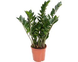 Plant in a Box - Zamioculcas Emerald - ZZ plant - Zeer gemakkelijke te verzorgen groene kamerplant - Glanzende veervormige bladeren - Pot 21cm - Hoogte 70-80cm