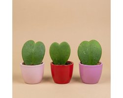 Plant set van 3 met mini pot - Love - Hoya Kerrii - roze/rood - Ø 6 cm