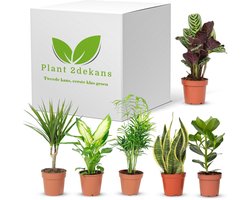 Plant2dekans® - 2de Kans voor de Plant!- Kamerplanten - Box - 6 stuks - Potmaat 11-14 - Duurzaam