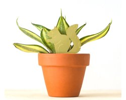 Planten Diertje Eekhoorn