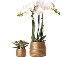 Planten set Groove goud | Set met witte Phalaenopsis orchidee Amabilis Ø9cm en groene plant Succulent Aloe Brevifolia Ø6cm | incl. gouden keramieken sierpotten -