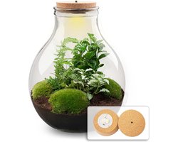 Planten terrarium - Big Paul Jungle - Mini-ecosysteem - ↑ 40 - 46 cm