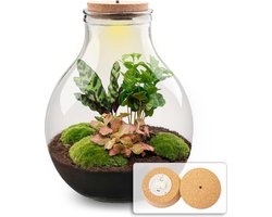 Planten terrarium - Big Paul Red - Mini-ecosysteem - ↑ 39 - 46 cm