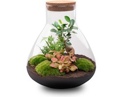 Planten terrarium - DIY - Sam XL Bonsai - Ecosysteem plant - ↑ 32 cm
