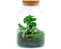 Planten terrarium - Little Milky + led lamp in kurk - ↑ 25 cm