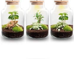 Planten terrarium - Little Milky + led lamp in kurk - ↑ 25 cm