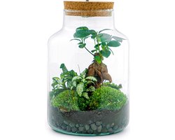 Planten terrarium - Little Milky + led lamp in kurk - ↑ 25 cm