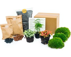 Planten terrarium pakket - Asparagus - 3 terrarium planten - Ecosysteem plant - Startpakket - Navulling - DIY Ecosysteem Planten Set | Inclusief Planten - Substraat - Terrarium potgrond - Bolmos - Actieve kool - Handleiding en tips | urbanjngl