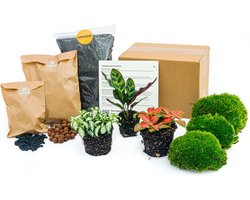 Planten terrarium pakket - Calathea Lancifolia - 3 terrarium planten - Startpakket - Navulling - DIY Ecosysteem Planten Set | Inclusief Planten - Substraat - Terrarium potgrond - Bolmos - Actieve kool - Handleiding en tips | urbanjngl