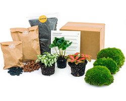 Planten Terrarium Pakket - DIY - Coffea Arabica - Navul & beginnerspakket