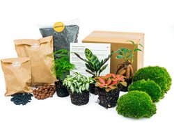 Planten terrarium pakket - Lancifolia - Bonsai - Asparagus - 5 planten - Navulling & Startpakket - DIY - Ecosysteem plant | urbanjngl