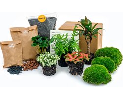Planten terrarium pakket - Urban Jungle 5 - Coffea - Varen - Palm - 2x Fittonia - Navulling & Startpakket