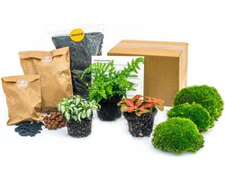 Planten terrarium pakket - Varen - 3 terrarium planten - Ecosysteem plant - Startpakket - Navulling - DIY Ecosysteem Planten Set | Inclusief Planten - Substraat - Terrarium potgrond - Bolmos - Actieve kool - Handleiding en tips | urbanjngl