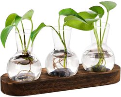 Planten Vermeerderingspotten - Bewortelingscontainer Hydrocultuur Vaas - Planten Kweken - Houten Standaard Antislip - Diameter 6.5cm Hoogte 9.2cm - Meerkleurig