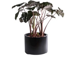 Plantenbak Maine | Zwart | Medium | Ø40 x H35cm
