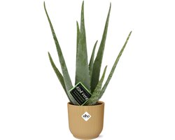 Plantenboetiek.nl | Aloe Vera in ELHO Vibes Fold geel - Ø14cm - 30-40cm hoog - Kamerplant - Groenblijvend - Cactus & Vetplanten