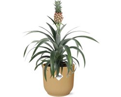Plantenboetiek.nl | Ananas Mi Amigo in ELHO Vibes Fold geel - Ø14cm - 30-40cm hoog - Kamerplant - Groenblijvend