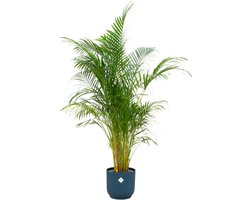 Plantenboetiek.nl | Areca palm inclusief elho Vibes Fold Round blauw - Ø30cm - 150-160cm hoog - Kamerplant - Arrangement - Plant met pot