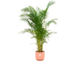 Plantenboetiek.nl | Areca palm inclusief elho Vibes Fold Round roze - Ø30cm - 150-160cm hoog - Kamerplant - Arrangement - Plant met pot