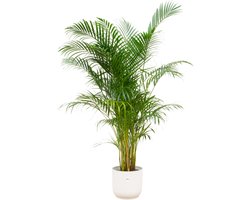 Plantenboetiek.nl | Areca palm inclusief elho Vibes Fold Round wit - Ø30cm - 150-160cm hoog - Kamerplant - Arrangement - Plant met pot