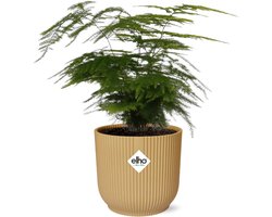 Plantenboetiek.nl | Asparagus Setaceus ‘Plumosus’ in ELHO Vibes Fold geel - Ø14cm - 25-35cm hoog - Kamerplant - Groenblijvend