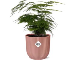 Plantenboetiek.nl | Asparagus Setaceus ‘Plumosus’ in ELHO Vibes Fold roze - Ø14cm - 25-35cm hoog - Kamerplant - Groenblijvend