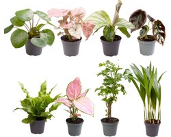 Plantenboetiek.nl | Baby Plantjes Verrassingsbox | 8 stuks - Ø6cm - 12cm hoog - Kamerplant - Groenblijvend - Multideal