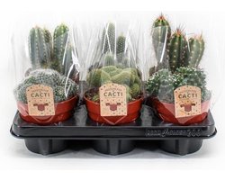 Plantenboetiek.nl | Cactus mix | 6 stuks - Ø12cm - 20cm hoog - Kamerplant - Multideal - Cactus & Vetplanten