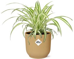 Plantenboetiek.nl | Chlorophytum Comosum Variegatum in ELHO Vibes Fold geel - Ø14cm - 10cm hoog - Kamerplant - Groenblijvend
