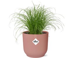 Plantenboetiek.nl | Cyperus Alternifolius Zumula in ELHO Vibes Fold roze - Ø14cm - 28cm hoog - Kamerplant - Groenblijvend