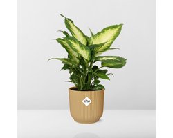 Plantenboetiek.nl | Dieffenbachia ‘Camilla’ in ELHO Vibes Fold geel - Ø14cm - 25-35cm hoog - Kamerplant - Groenblijvend
