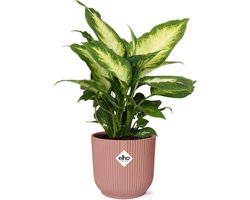 Plantenboetiek.nl | Dieffenbachia ‘Camilla’ in ELHO Vibes Fold roze - Ø14cm - 25-35cm hoog - Kamerplant - Groenblijvend