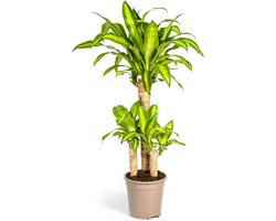 Plantenboetiek.nl | Dracaena Fragrans Massangeana - Ø21cm - 90-110cm hoog - Kamerplant - Groenblijvend