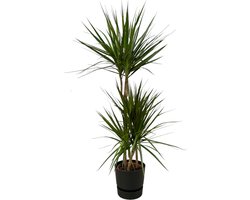 Plantenboetiek.nl | Dracaena Marginata inclusief elho Greenville Round zwart - Ø21cm - 110-120cm hoog - Kamerplant - Complete set - Plant met pot