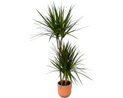 Plantenboetiek.nl | Dracaena Marginata inclusief elho Vibes Fold Round roze - Ø21cm - 110-120cm hoog - Kamerplant - Complete set - Plant met pot