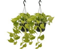 Plantenboetiek.nl | Epipremnum Golden Pothos - Scindapsus | 2 stuks - Ø15cm - 25cm hoog - Kamerplant - Groenblijvend - Multideal