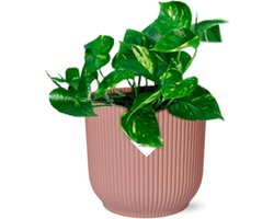 Plantenboetiek.nl | Epipremnum Pinnatum ‘Aureum’ in ELHO Vibes Fold roze - Ø14cm - 20cm hoog - Kamerplant - Groenblijvend