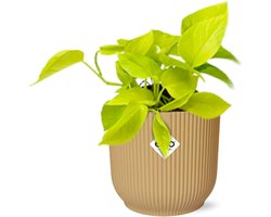 Plantenboetiek.nl | Epipremnum Pinnatum ‘Golden Pothos’ in ELHO Vibes Fold geel - Ø14cm - 20cm hoog - Kamerplant - Groenblijvend