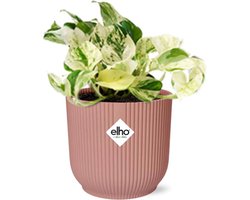 Plantenboetiek.nl | Epipremnum Pinnatum Happy Leaf in ELHO Vibes Fold roze - Ø14cm - 20cm hoog - Kamerplant - Groenblijvend