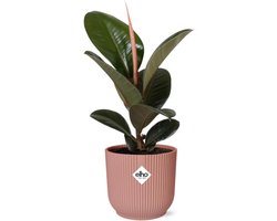Plantenboetiek.nl | Ficus Elastica ‘Robusta’ in ELHO Vibes Fold roze - Ø14cm - 25-35cm hoog - Kamerplant - Groenblijvend