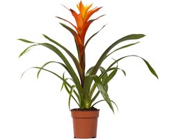 Plantenboetiek.nl | Guzmania Variada - Ø12cm - 40-50cm hoog - Kamerplant - Bloeiende kamerplant