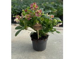Plantenboetiek.nl | Helleborus Viv Victoria - Ø17cm - 35-45cm hoog - Kamerplant - Groenblijvend
