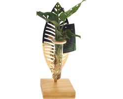 Plantenboetiek.nl | Kamerplanten mix in Verona glas - Ø7cm - 10cm hoog - Kamerplant - Groenblijvend