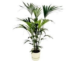 Plantenboetiek.nl | Kentia palm inclusief elho Greenville Round wit - Ø30cm - 150-160cm hoog - Kamerplant - Complete set - Plant met pot