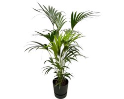 Plantenboetiek.nl | Kentia palm inclusief elho Greenville Round zwart - Ø30cm - 150-160cm hoog - Kamerplant - Complete set - Plant met pot